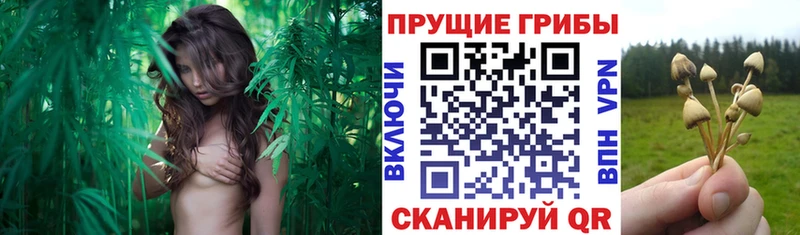 Галлюциногенные грибы Psilocybe Ульяновск